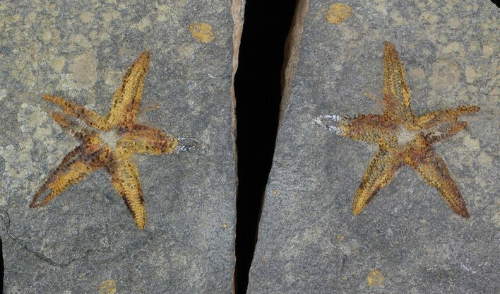 Ordovician Starfish (Petraster?) Fossil - Positive & Negative #56363